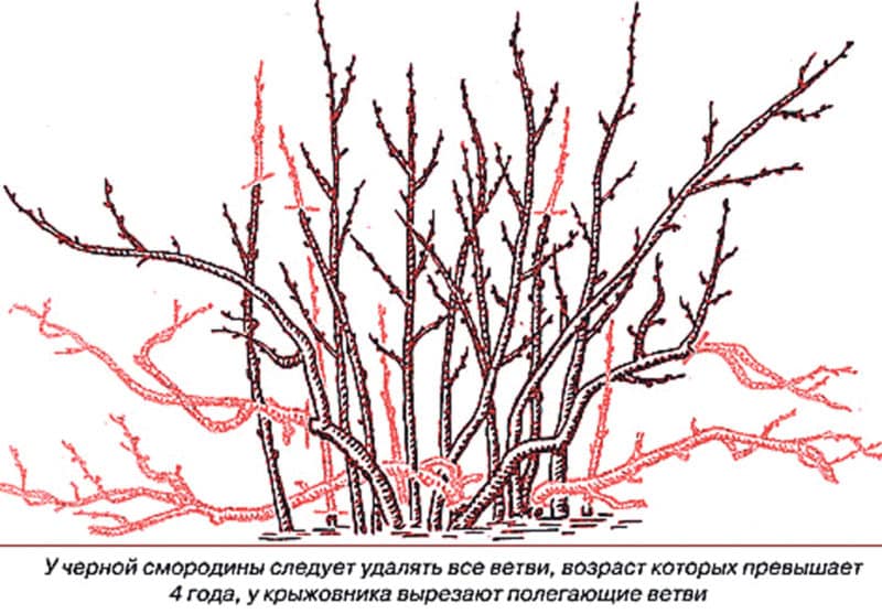 Lépésről lépésre, hogyan kell a ribizlit tavasszal metszeni a jó termés érdekében