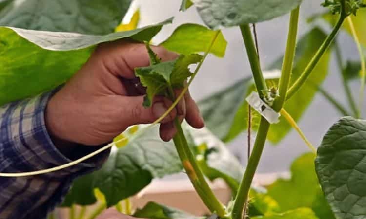 Sådan planter du agurker i et drivhus og andre plejemetoder fra plantning til høst