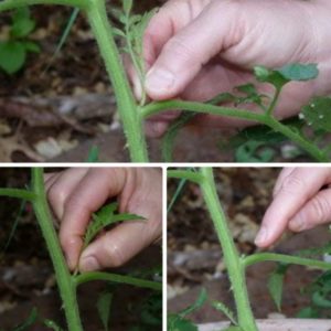 Aprendemos de los veraneantes experimentados cómo plantar tomates correctamente: un análisis de los matices y una descripción paso a paso del proceso.