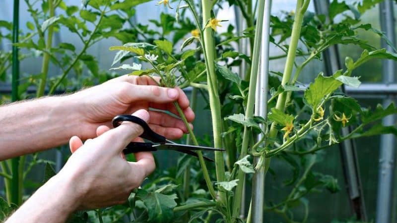 Nous apprenons auprès de résidents d'été expérimentés comment planter correctement les tomates : une analyse des nuances et une description étape par étape du processus