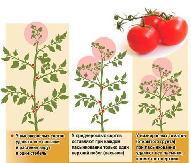 Mēs mācāmies no pieredzējušiem vasaras iedzīvotājiem, kā pareizi stādīt tomātus: nianšu analīze un procesa soli pa solim apraksts