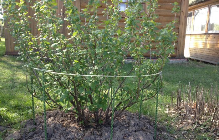 Stapsgewijze instructies voor beginnende tuinders: kruisbessen vastbinden en op de juiste manier een struik vormen