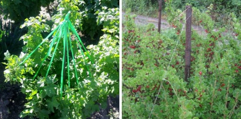 Arahan langkah demi langkah untuk tukang kebun pemula: cara mengikat gooseberry dan membentuk semak dengan betul