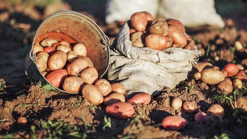 Como conseguir uma boa colheita de batata no seu terreno, mesmo em uma área pequena