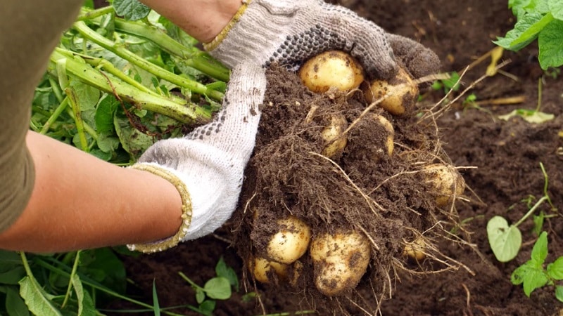 Do potatoes have fruits and what are they called?