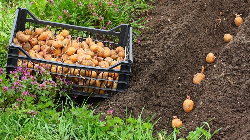 Como conseguir uma boa colheita de batata no seu terreno, mesmo em uma área pequena