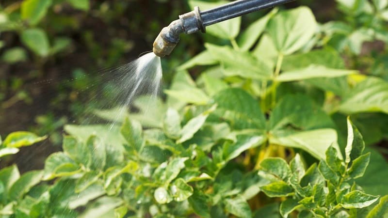 Como conseguir uma boa colheita de batata no seu terreno, mesmo em uma área pequena