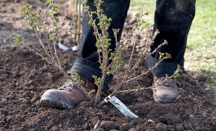 Como replantar groselhas corretamente