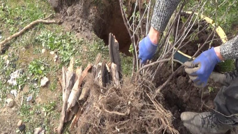 Como replantar groselhas corretamente