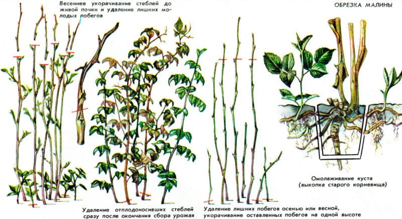 Kako pravilno obrezati maline spomladi: navodila po korakih