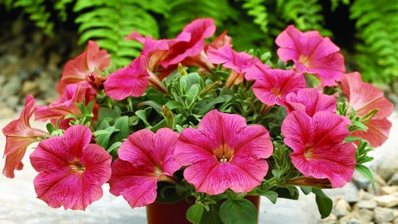 Las mejores formas de prolongar la floración de petunias en macetas: consejos de jardineros experimentados