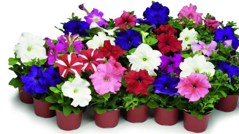 Las mejores formas de prolongar la floración de petunias en macetas: consejos de jardineros experimentados