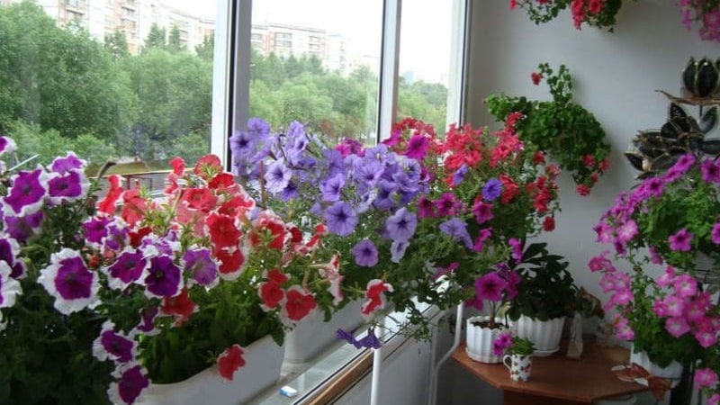 2 simple ways to preserve petunia until spring at home