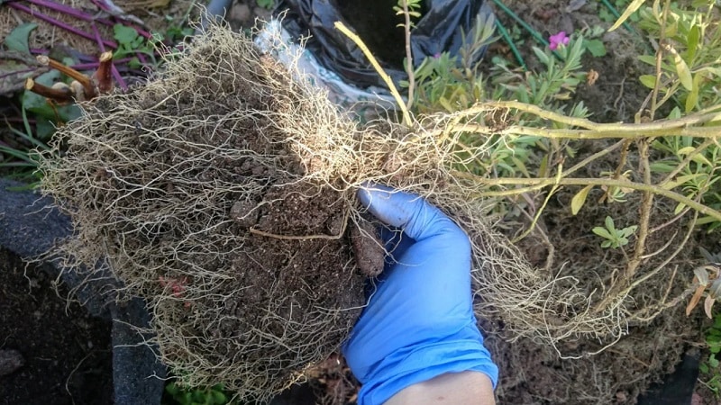 2 formas sencillas de conservar la petunia hasta la primavera en casa