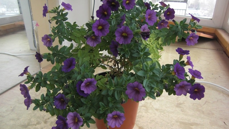 2 formas sencillas de conservar la petunia hasta la primavera en casa