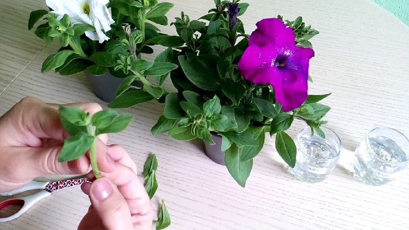 2 formas sencillas de conservar la petunia hasta la primavera en casa