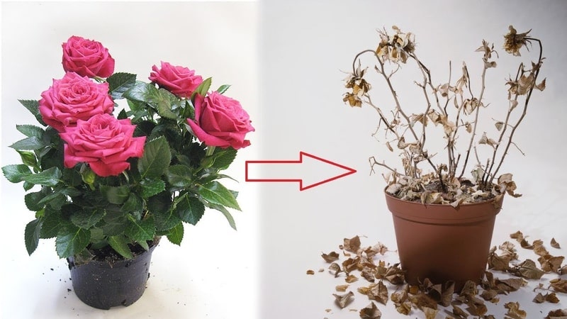 Com cuidar una rosa de casa en una olla: una guia per als jardiners principiants