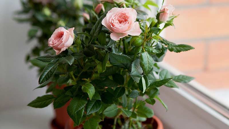 Com cuidar una rosa de casa en una olla: una guia per als jardiners principiants