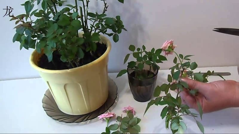 Com cuidar una rosa de casa en una olla: una guia per als jardiners principiants