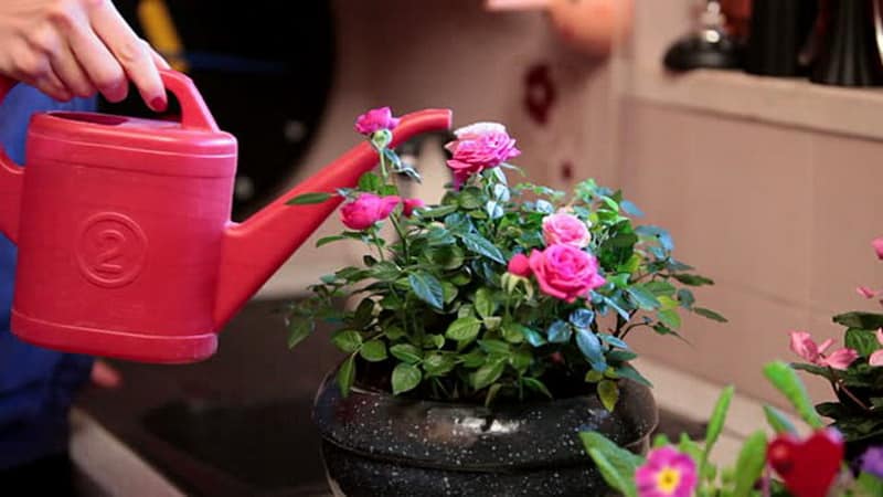 Com cuidar una rosa de casa en una olla: una guia per als jardiners principiants