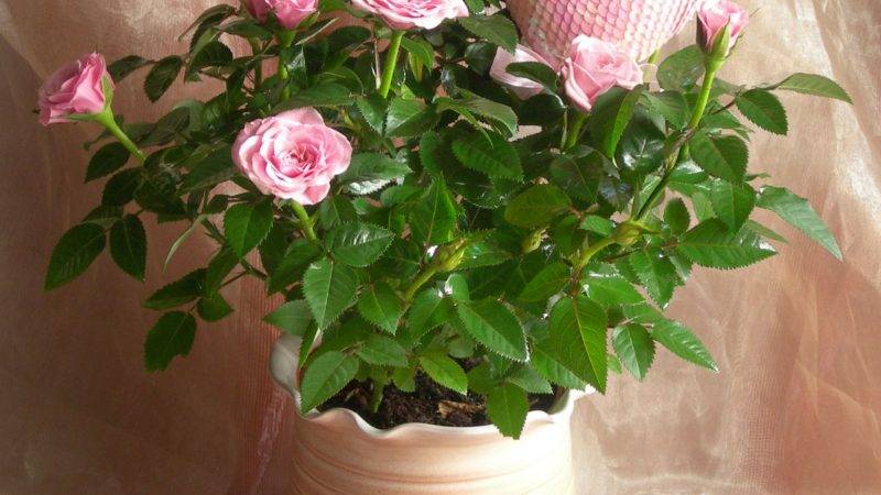 Com cuidar una rosa de casa en una olla: una guia per als jardiners principiants