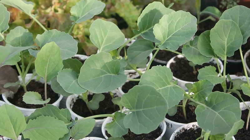 Hvordan man dyrker broccoli i åben jord