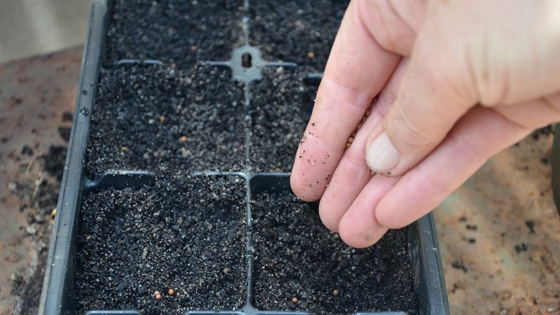 How to grow broccoli in open ground