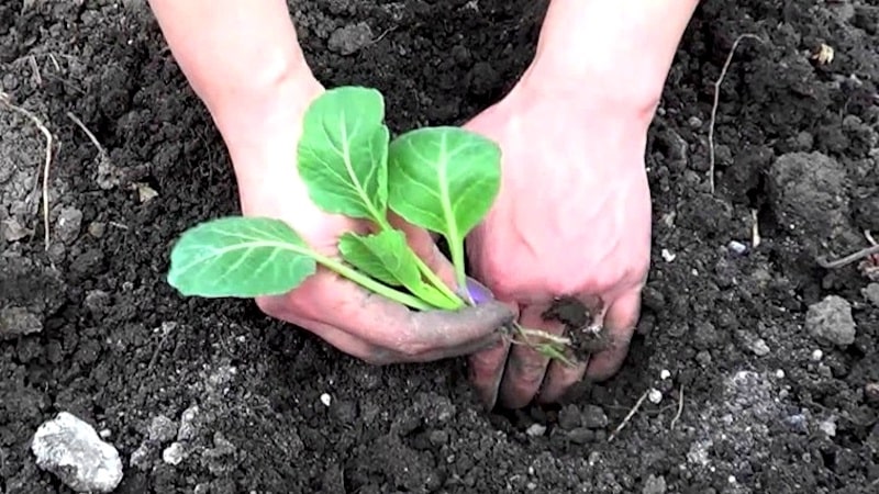 Comment faire pousser du brocoli en pleine terre