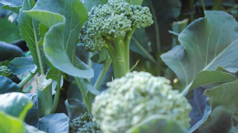 Hvordan man dyrker broccoli i åben jord