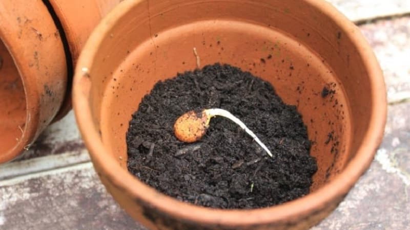 Cómo cultivar albaricoque a partir de una semilla en una maceta en casa.