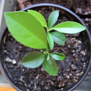 Como cultivar damasco a partir de uma semente em um vaso em casa