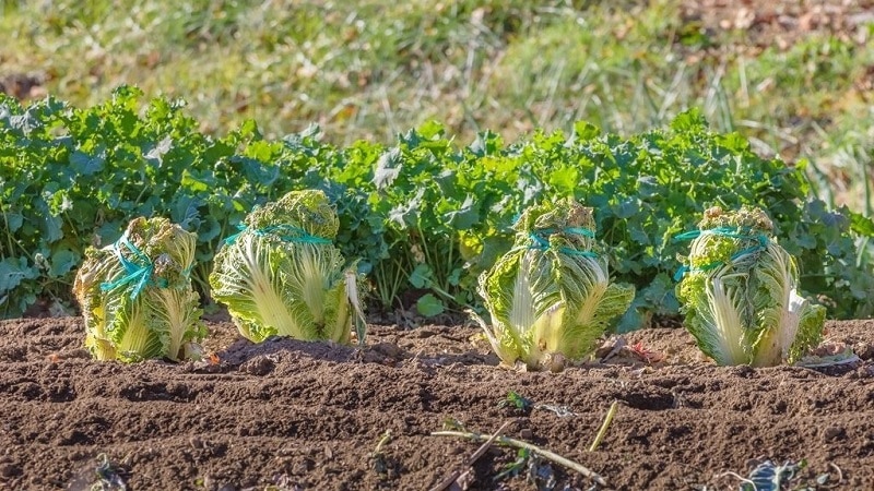 Come coltivare il cavolo cinese in giardino in piena terra e in casa