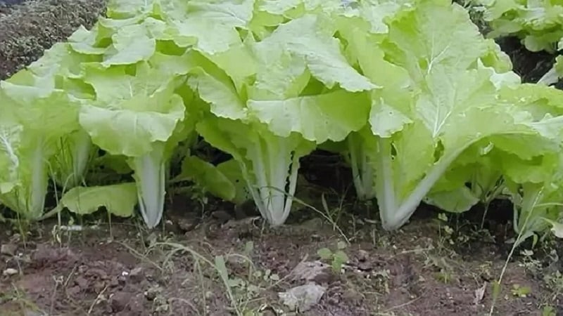 Come coltivare il cavolo cinese in giardino in piena terra e in casa