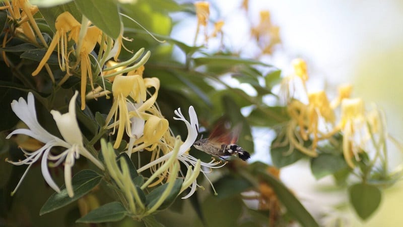 Paano maayos na palaguin ang honeysuckle mula sa mga berry: sunud-sunod na mga tagubilin