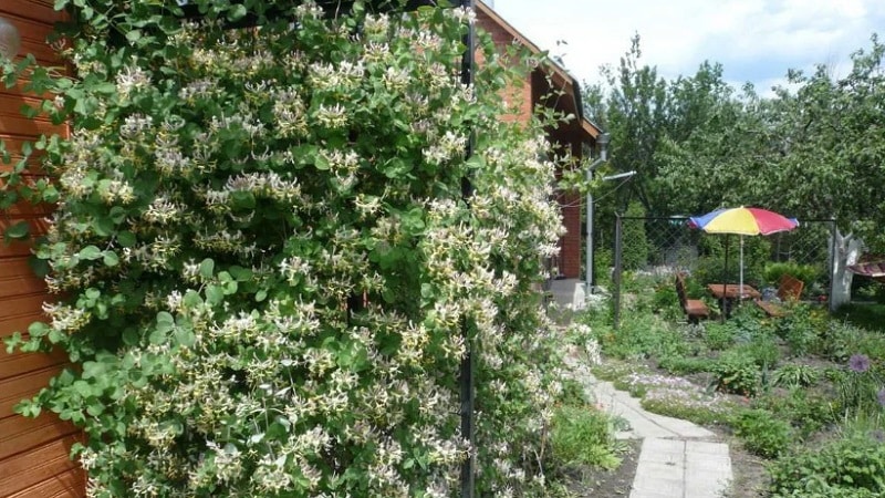 Types and varieties of decorative climbing honeysuckle