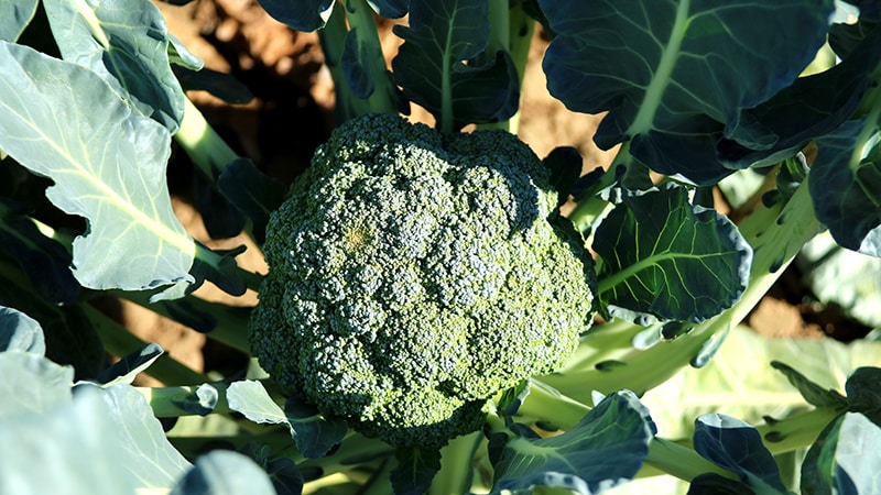 Composition, benefits and harms of broccoli