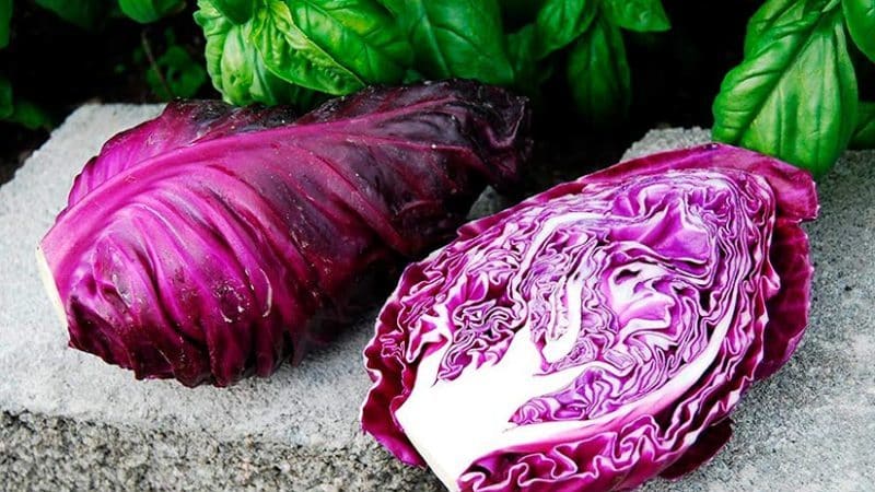 What is good about Kalibos cabbage, how to grow it and where to use it