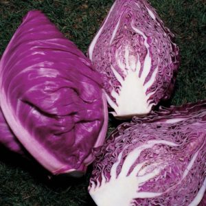 What is good about Kalibos cabbage, how to grow it and where to use it