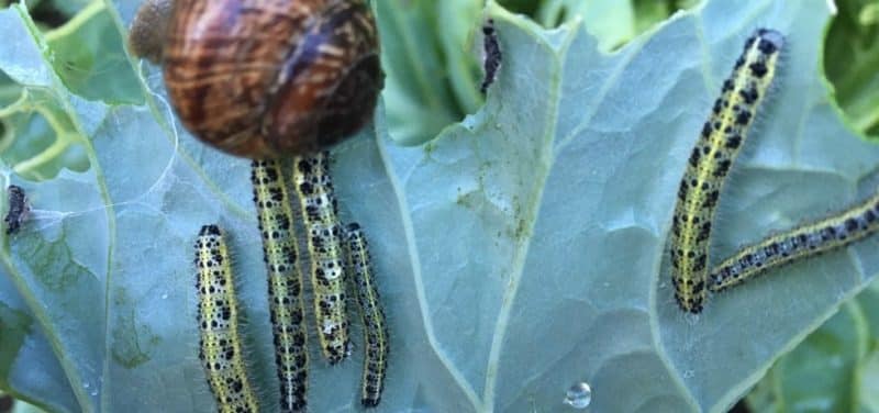 Varietà di cavolo universale Biancaneve dal gusto eccellente