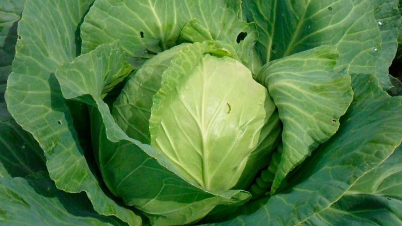 Universal mid-season cabbage variety Nadezhda