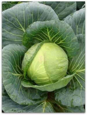 High-yielding cold-resistant cabbage hybrid Tobia f1