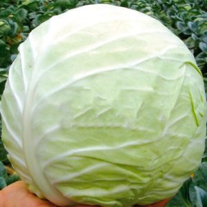 High-yielding cold-resistant cabbage hybrid Tobia f1