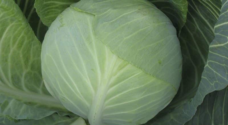 Resistant late-ripening cabbage hybrid Valentina f1