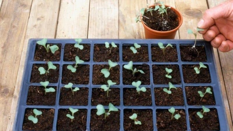 How and when to plant cabbage for seedlings and in open ground