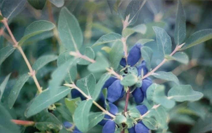 Ang pinakamahusay na mga uri ng nakakain na honeysuckle