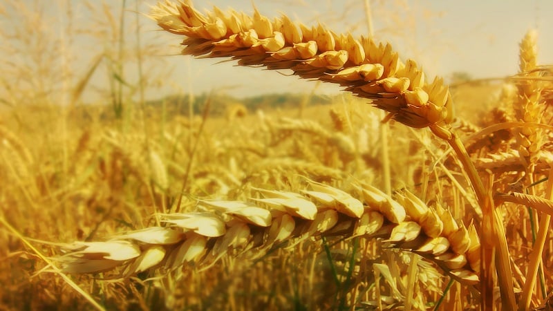 Klas pšenice - štruktúra, botanický popis a znaky