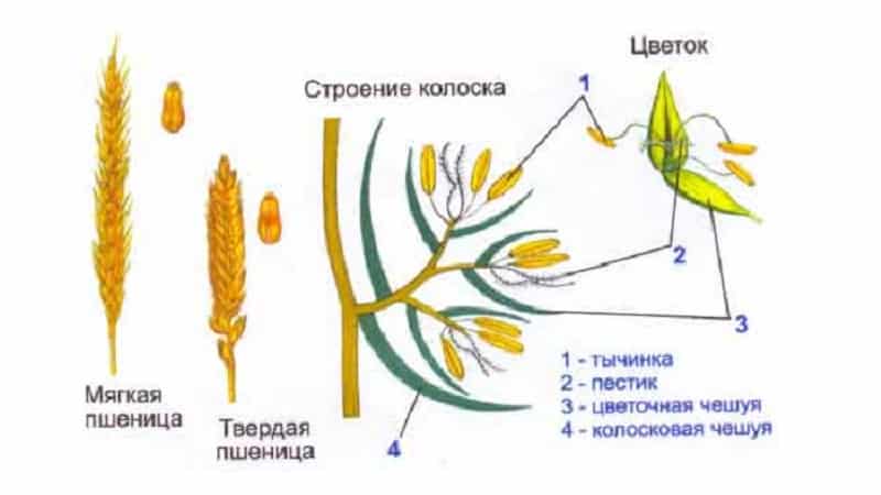 Espiga de trigo: estructura, descripción botánica y características.