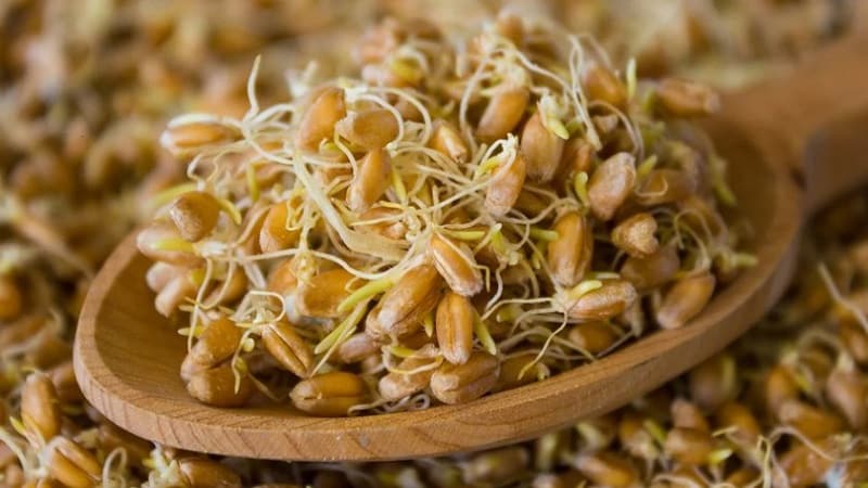 Spiga di grano: struttura, descrizione botanica e caratteristiche