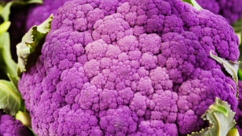 Coliflor morada: descripció i foto