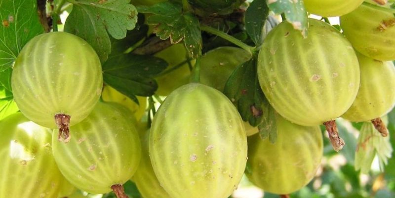 ¿Qué tiene de bueno la variedad de grosella espinosa del Báltico y por qué vale la pena cultivarla?